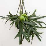 50 - 60cm Staghorn Fern in Hanging 21cm Pot House Plant
