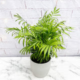 50 - 65cm Chamaedorea Elegans Areca Palm 14cm Pot House Plant