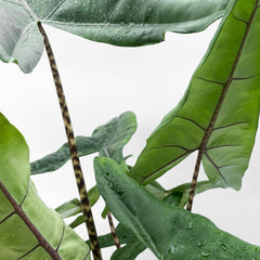 55 - 65cm Alocasia Tigrina Superba Elephant Ear 17cm Pot House Plant