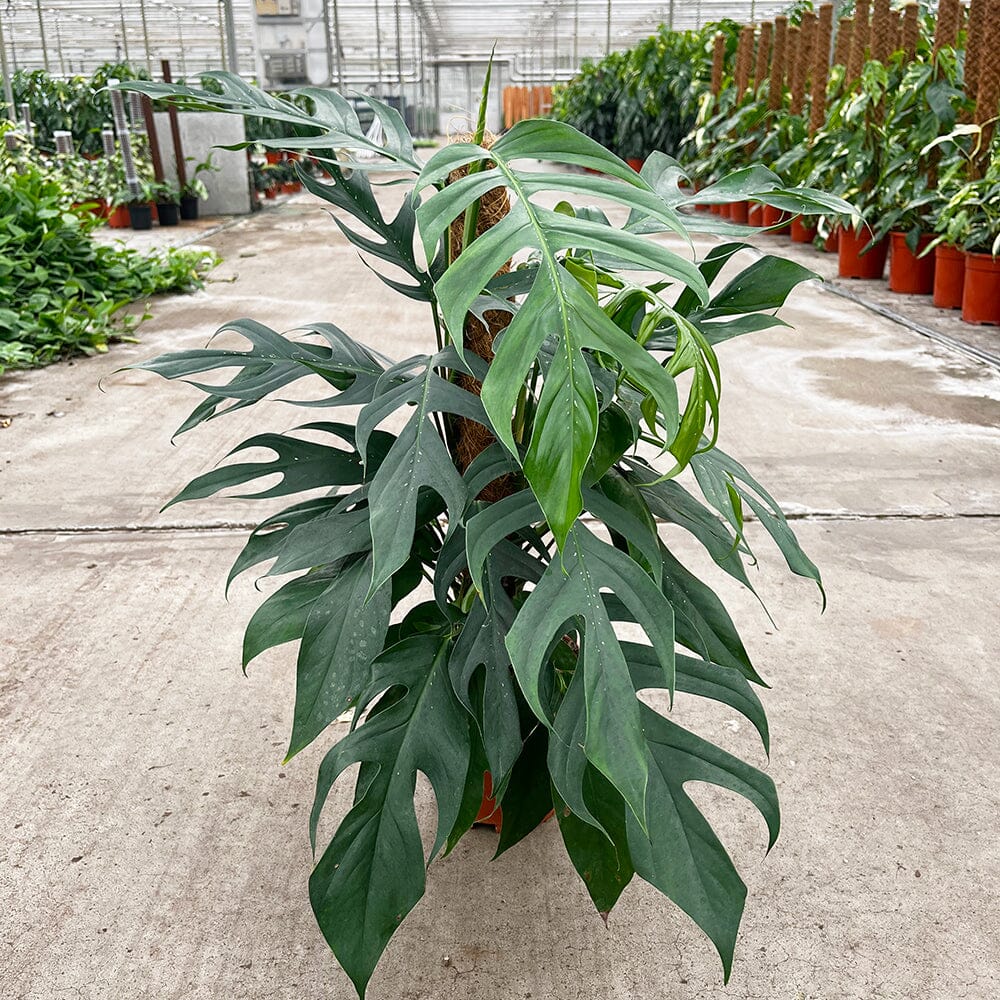 55 - 65cm Mature Epipremnum Pinnatum on Mosspole 17cm Pot House Plant House Plant