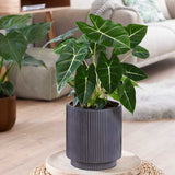 60 - 70cm Alocasia Frydek Elephant Ear 21cm Pot House Plants