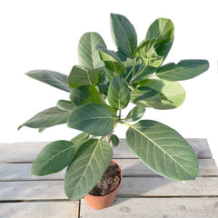 60 - 70cm Ficus Audrey with Twisted Stem Rubber Plant 17cm Pot House Plants