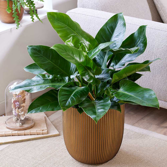 60 - 70cm Imperial Green 24cm Pot Houseplants