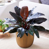 60 - 70cm Philodendron Imperial Red 24cm Pot House Plant