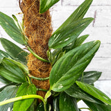 60 - 70cm Philodendron Cobra on Mosspole Monstera Standleyana 19cm Pot House Plant House Plant