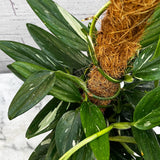 60 - 70cm Philodendron Cobra on Mosspole Monstera Standleyana 19cm Pot House Plant House Plant