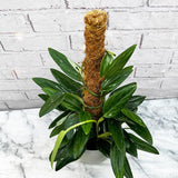 60 - 70cm Philodendron Cobra on Mosspole Monstera Standleyana 17cm Pot House Plant