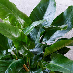 60 - 70cm Philodendron Imperial Green 24cm Pot House Plant House Plant