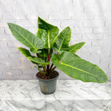 60 - 70cm Philodendron Melinonii 24cm Pot House Plant House Plant