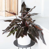 65 - 75cm Philodendron Lisa 27cm Pot House Plants