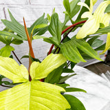 65 - 75cm XL Philodendron Florida Ghost 19cm Pot House Plant House Plant