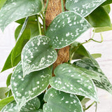 65 - 80cm Epipremnum Silvery Ann on Mosspole Scindapsus 17cm Pot House Plant House Plant