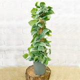 30 - 50cm Epipremnum Silvery Ann on Mosspole Scindapsus 15cm Pot House Plant