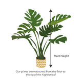 65 - 90cm Philodendron Lisa XL 27cm Pot House Plant House Plant