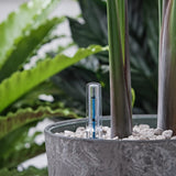 70 - 80cm Anthurium Clarinervium 30cm Hydro Pot 