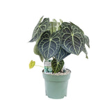 70 - 80cm Anthurium Clarinervium 27cm Hydro Pot Office Plants