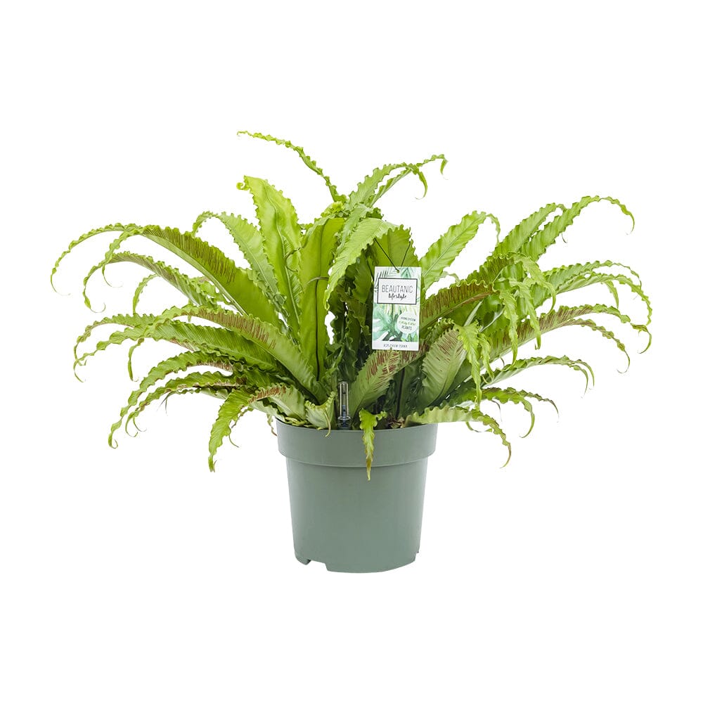 70 - 80cm Asplenium Osaka 30cm Hydro Pot 