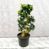 70 - 80cm Ficus Ginseng Bonsai S Type XXL Rubber Plant in 27cm Pot