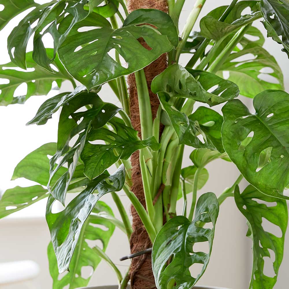 70 - 80cm Monstera Adansonii on Mosspole Monkey Mask 16cm Pot House Plant House Plant