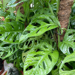 70 - 80cm Monstera Adansonii on Mosspole Monkey Mask 16cm Pot House Plant House Plant