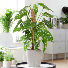 70 - 80cm Monstera Adansonii on Mosspole Monkey Mask 16cm Pot House Plants