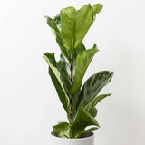70 - 90cm Ficus Lyrata Fiddle Leaf Fig 17cm Pot House Plant House Plant