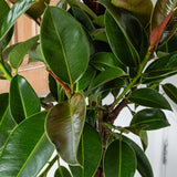 75 - 85cm Ficus Melany Tree Rubber Plant 21cm Pot House Plant House Plant