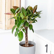 85 - 100cm Ficus Melany Tree Rubber Plant 21cm Pot House Plant
