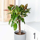 75 - 85cm Ficus Melany Tree Rubber Plant 21cm Pot House Plants