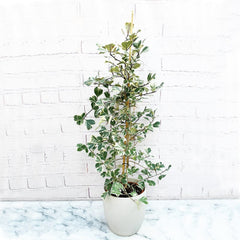 75 - 85cm Ficus Triangularis Variegated Rubber Plant 17cm Pot House Plant House Plant