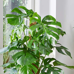 75 - 85cm Monstera Deliciosa on Mosspole Cheese Plant 21cm Pot House Plant House Plant
