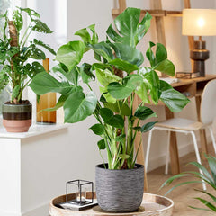 75 - 85cm Monstera Deliciosa on Mosspole Cheese Plant 21cm Pot House Plants