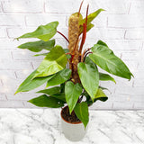 75 - 85cm Philodendron Red Emerald on Mosspole 19cm Pot House Plant