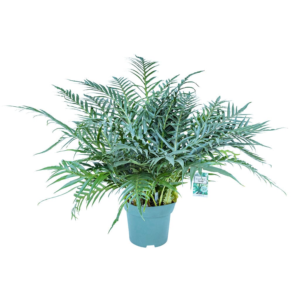 80 - 90cm Aglaomorpha Jim 30cm Hydro Pot 