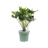 80 - 90cm Anthurium Arrow 30cm Hydro Pot Office Plants