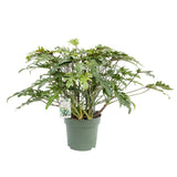 80 - 90cm Philodendron Xanadu 30cm Hydro Pot Office Plants