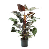 65- 80cm Philodendron Royal Queen on Mosspole 17cm Pot House Plant