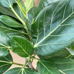 85 - 10cm Ficus Benghalensis Audrey  Rubber Plant 24cm Pot House Plant