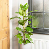 95 - 110cm Ficus Altissima with 2 Stems Rubber Plant 21cm Pot House Plant