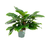 90 - 100cm Philodendron Imperial Green 27cm Hydro Pot 
