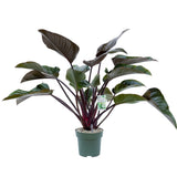 90 - 100cm Philodendron Red Beauty 27cm Hydro Pot Office Plants