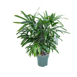 90 - 100cm Rhapis Excelsa 24cm Hydro Pot Office Plants