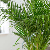 90 - 110cm Areca Palm Dypsis Lutescens 21cm Pot House Plant House Plant