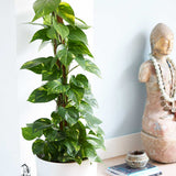 80 - 100cm  Epipremnum Aureum Pothos on Mosspole 19cm Pot House Plant