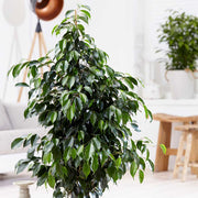 90 - 110cm Ficus Danielle Rubber Plant 21cm Pot House Plant