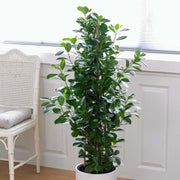 100 - 130cm Ficus Microcarpa Moclame 3 Stem Rubber Plant  21cm Pot House Plant