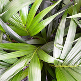 90 - 110cm Kentia Palm Howea Forsteriana 21cm Pot House Plant House Plant