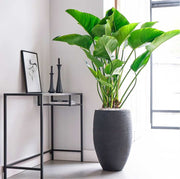 90 -110cm Philodendron Green Beauty 27cm Pot House Plant
