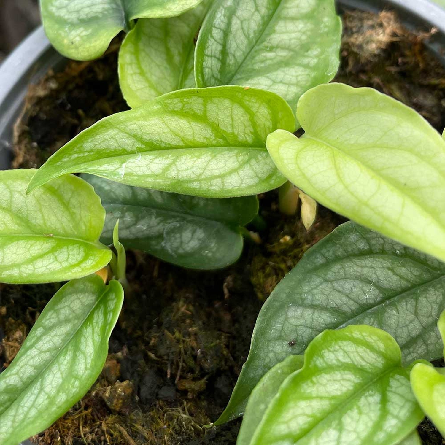 Monstera Siltepecana House Plant