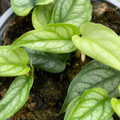 Monstera Siltepecana House Plant